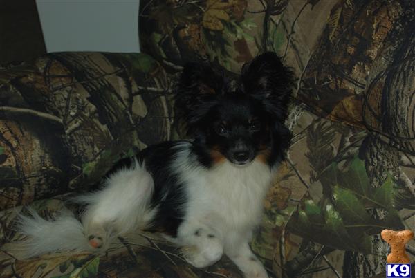 Dogs for Sale in MO